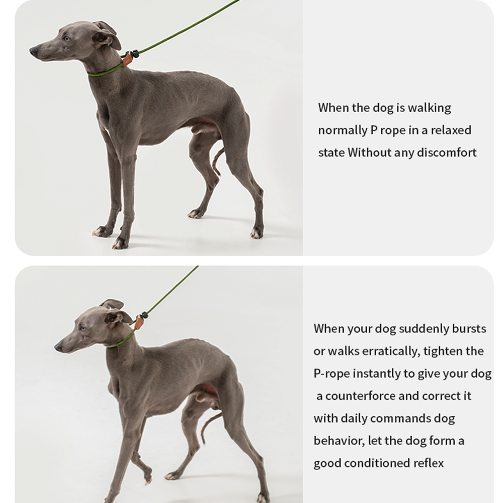 HiDREAM Dog Explosion-proof Impact Nylon Leash P Chain