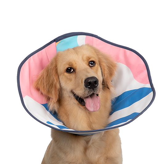 Dog cone in store best sale